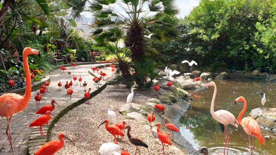 Birdlife