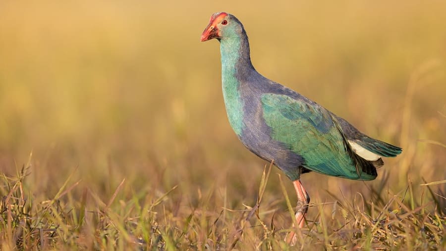 Bharatpur Bird Sanctuary.