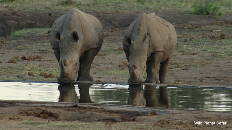Rhinos in Kruger National Park