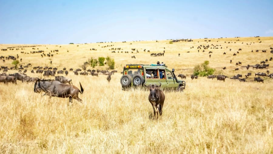 Witness the African wildlife