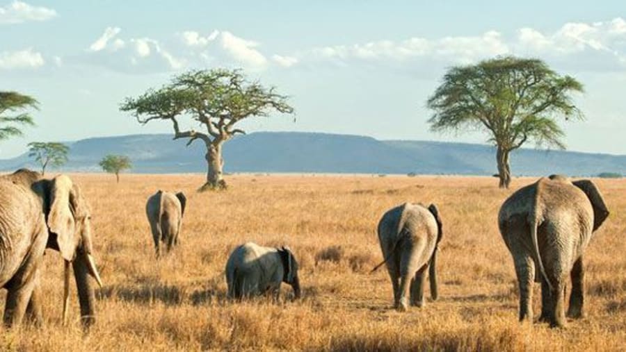 Serengeti National Park Northern Part