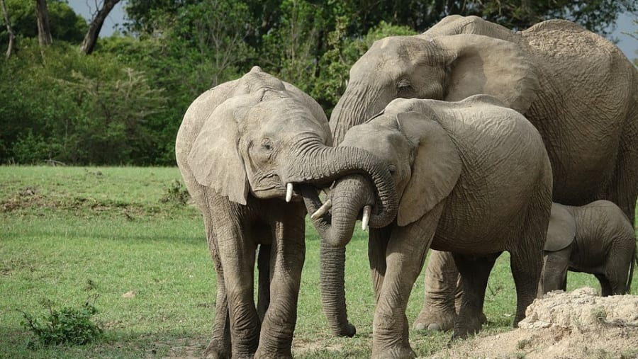 Elephants in Masai Mara Game Reserve