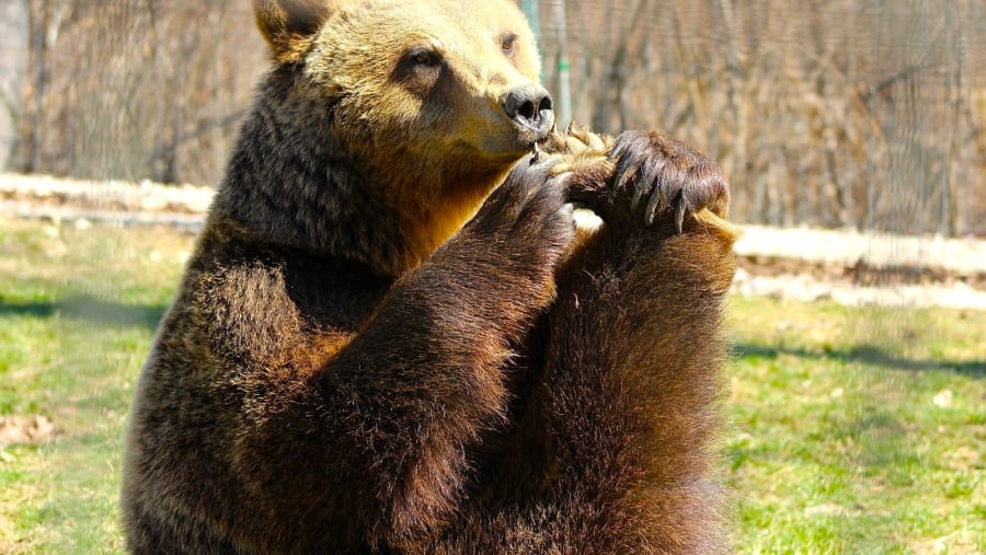 Bear Liberty Sanctuary