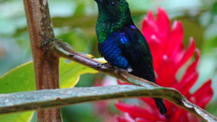 Blue Hummingbird in the Mindo Cloud Forest