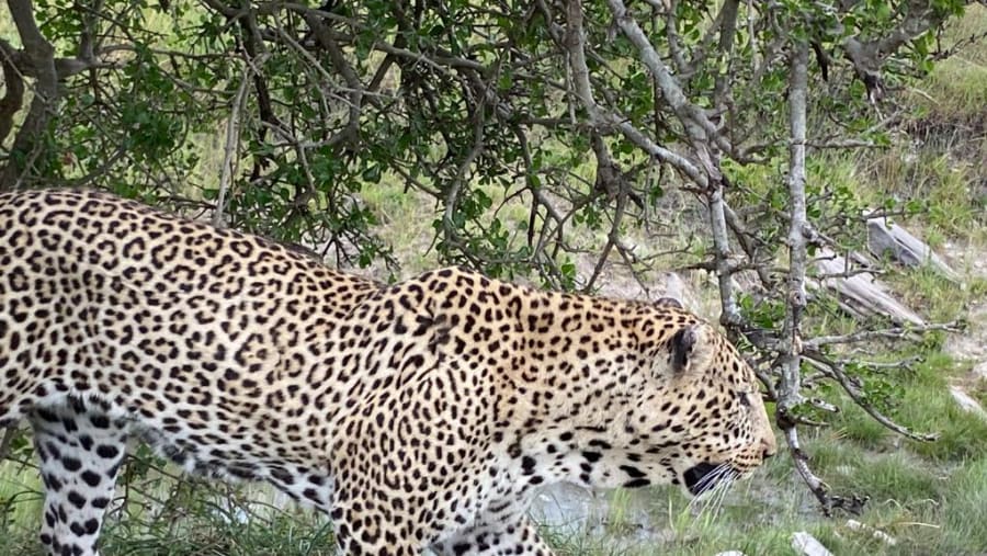 Cheetahs in safari