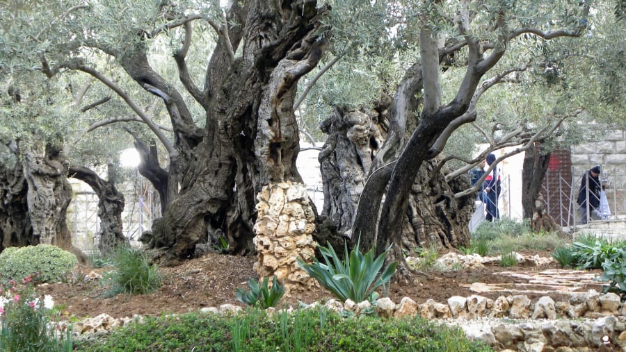 Gethsemane Garden