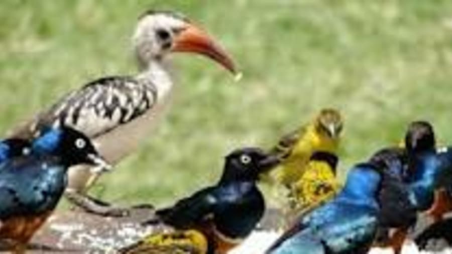 Northern red-billed hornbill