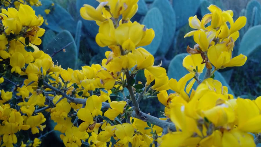 Calicotome in bloom, Melini