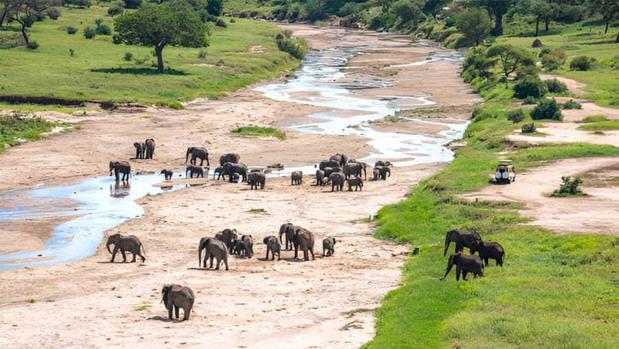 Bush Elephant