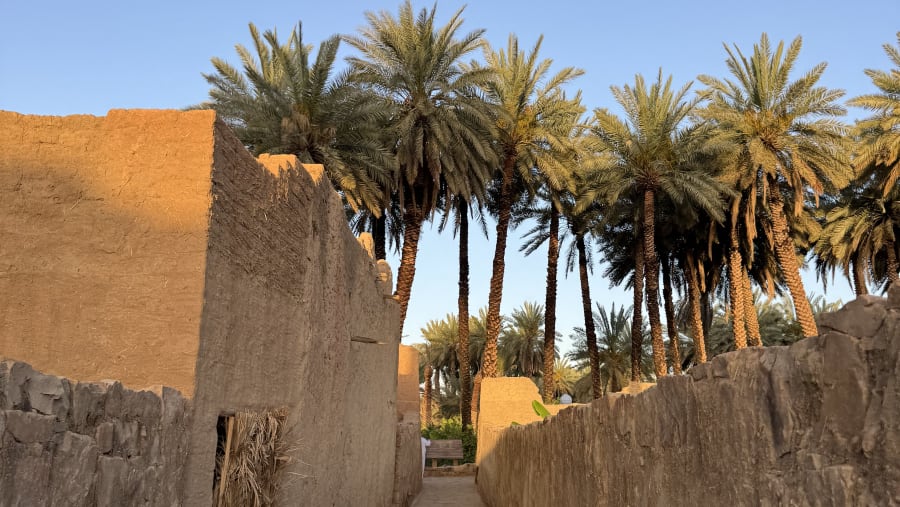 Date palm