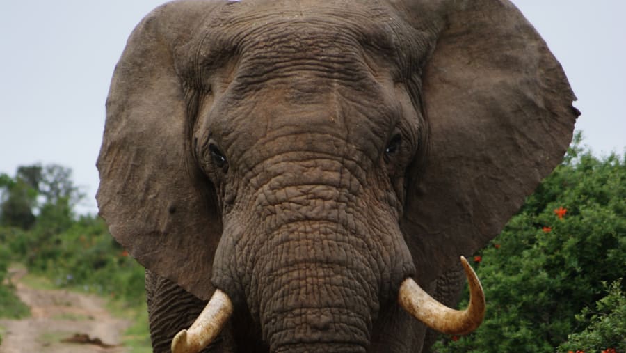 Elephants