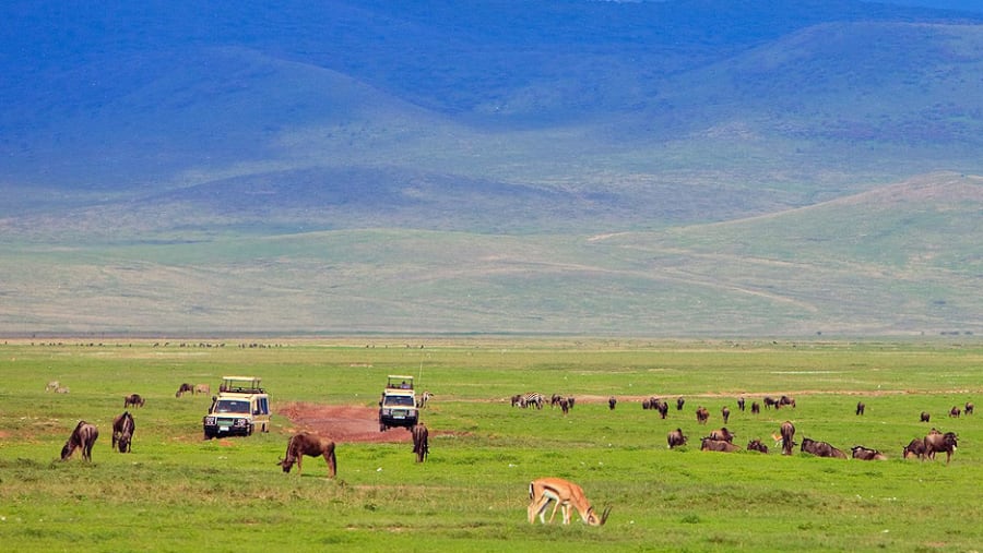 Ngorongoro Crater game drive