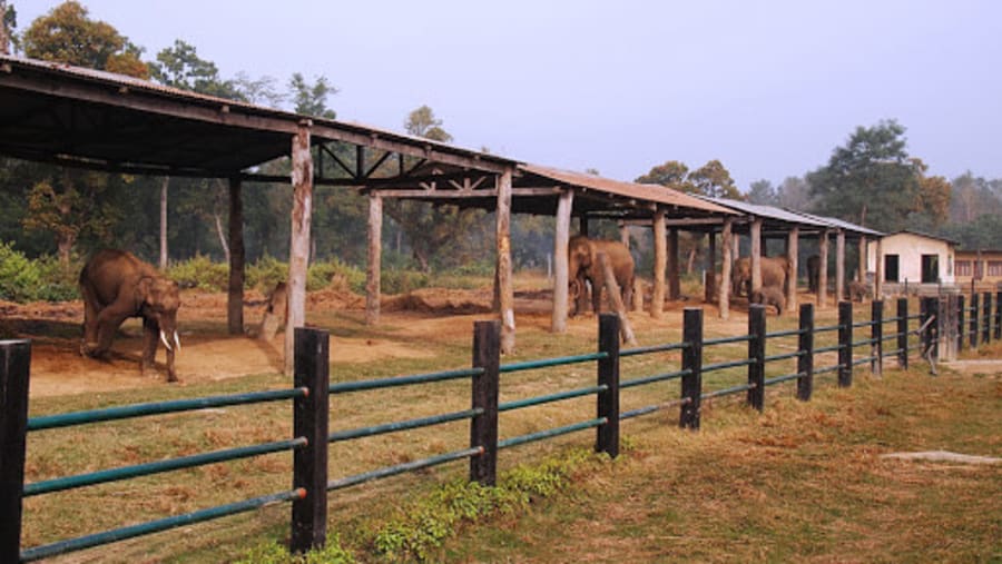 Visit Elephant Breeding Centre