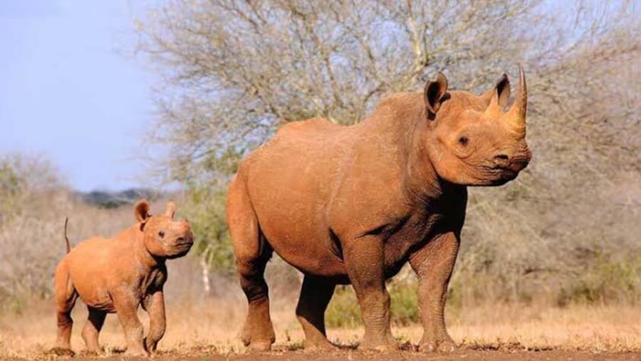 Mkomazi: a rhinos sanctuary of its kind where endangered rhinos are put under close watch