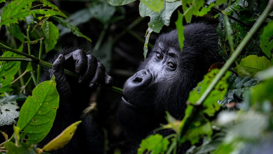 Gorilla