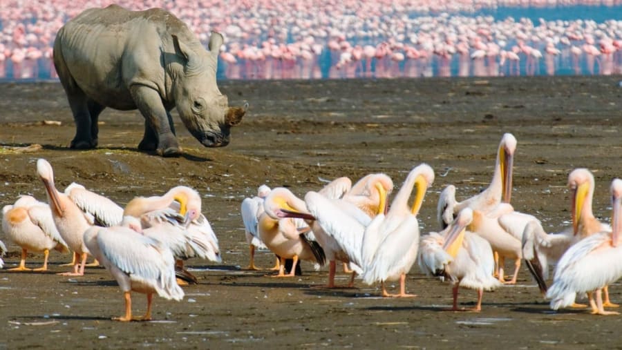 Rhino and fllamingos