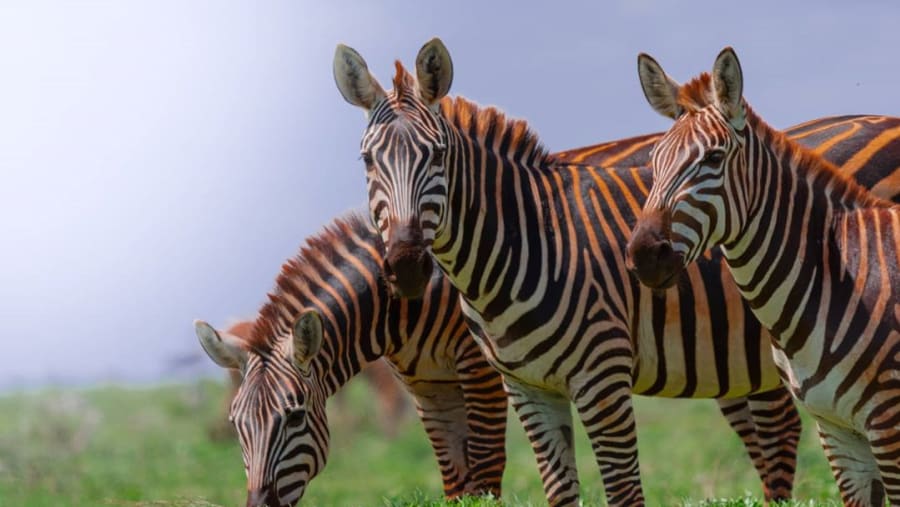 Zebra