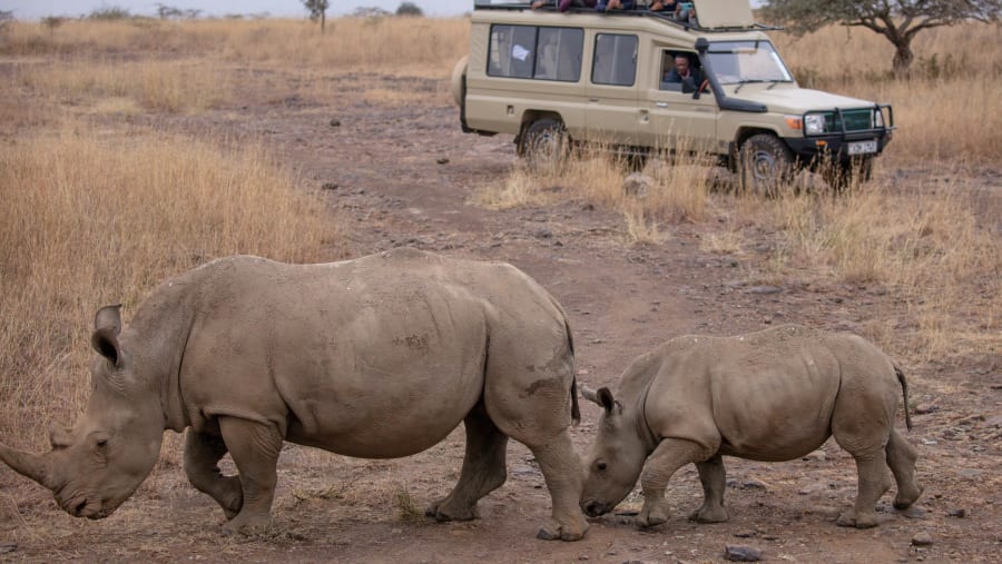 Witness the African wildlife