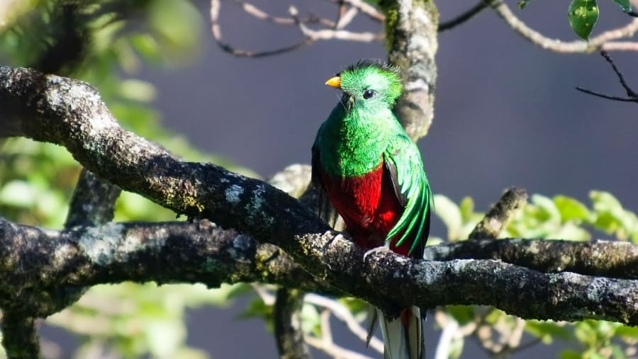 Quetzal