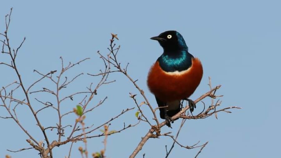 Birdwatching
