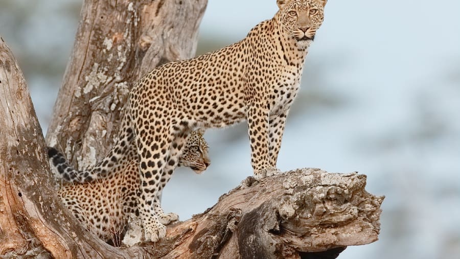 Admire Kenyan Leopards in the National Park
