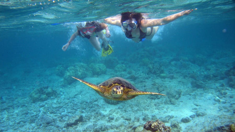 Snorkeling in Dimaniyat Islands