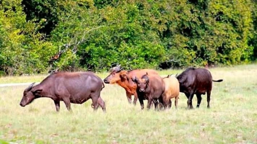 Red Buffalo at Dja Reserve