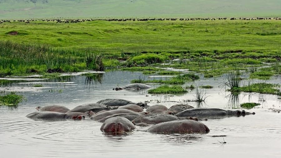 Tanzania Safari