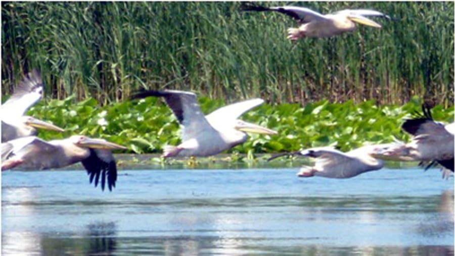 Pelicans