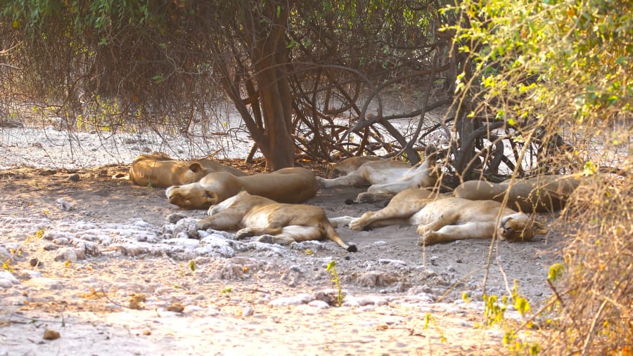 Spot the wildlife relaxing at Hwange National Park