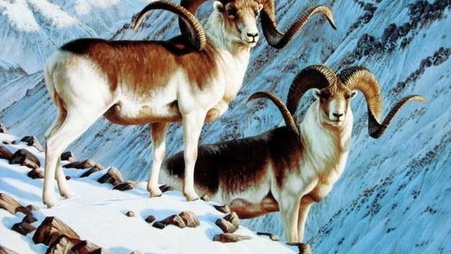 Marco Polo sheep
