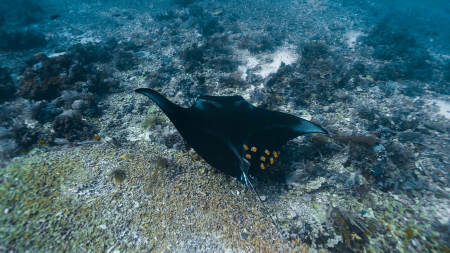 Marine life in Komodo