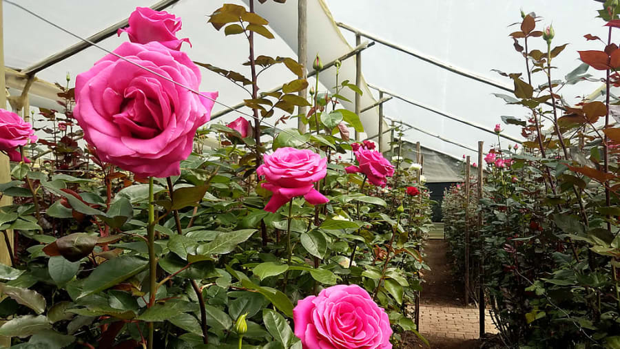 Damask roses