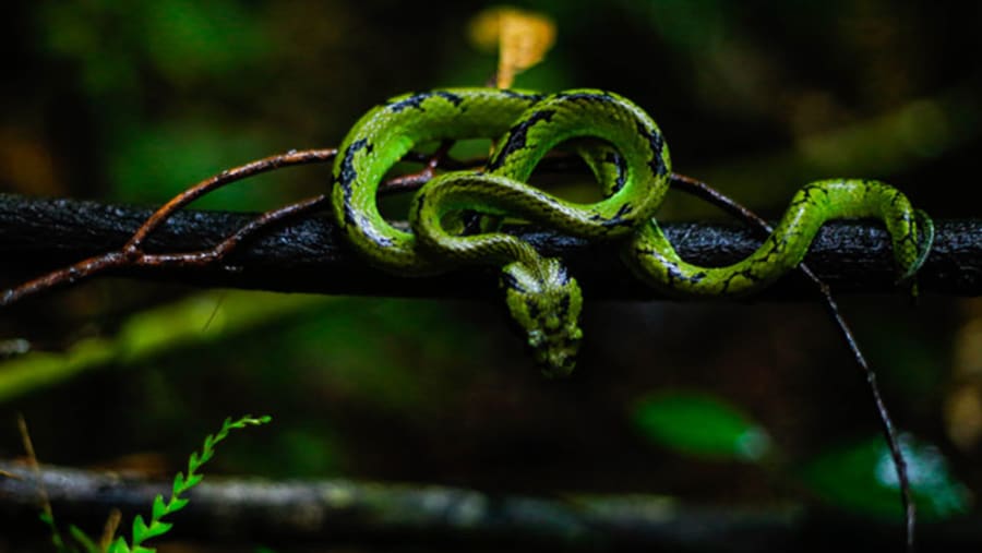Sinharaja Forest Reserve