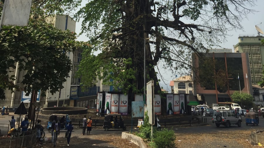 The Freetown Cotton Tree