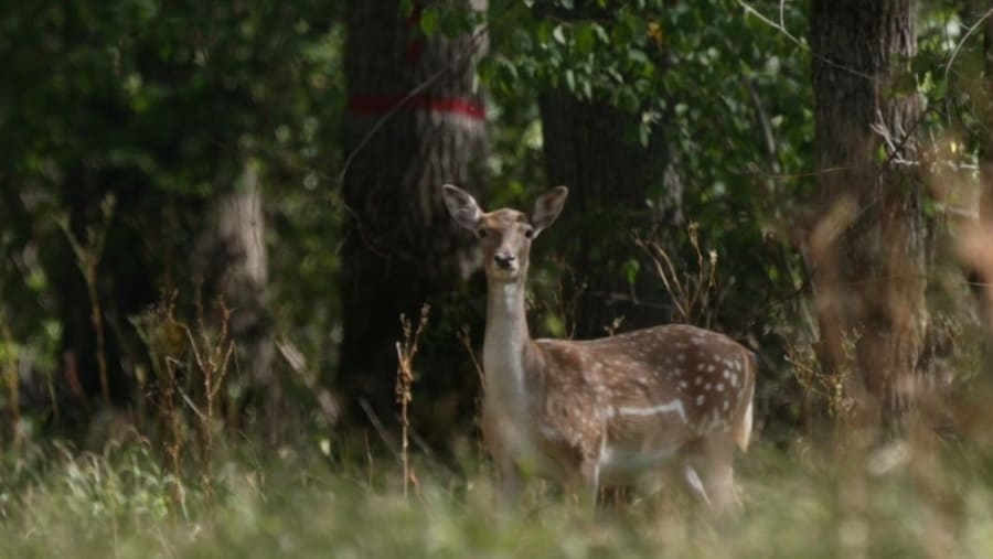 Mures Floodplain Natural Park