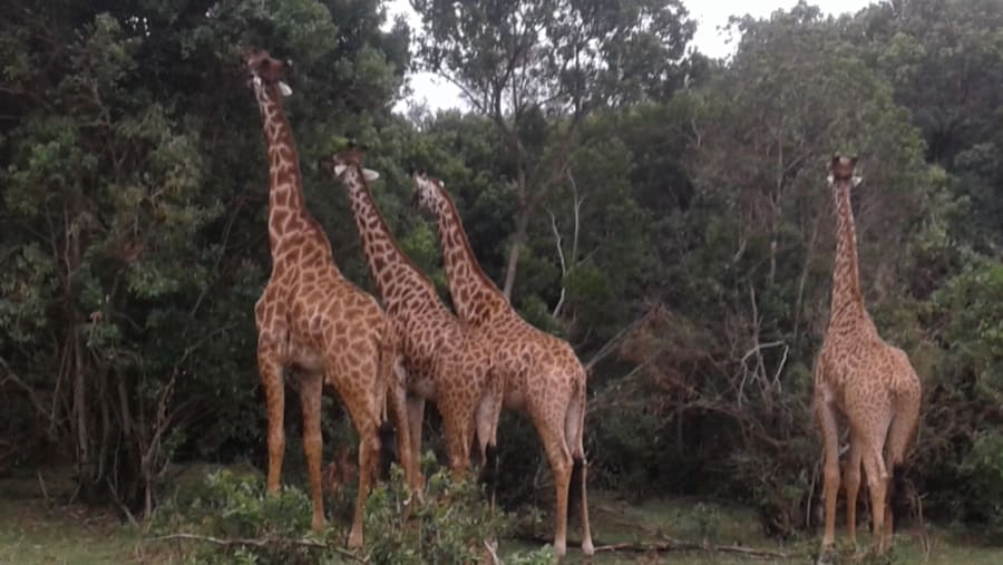 Giraffes in Masai Mara Park