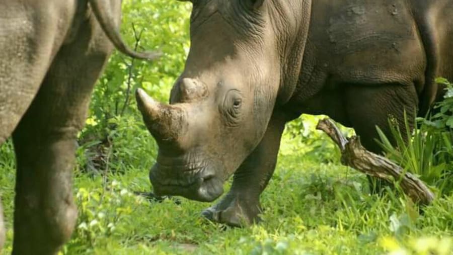 Rhino