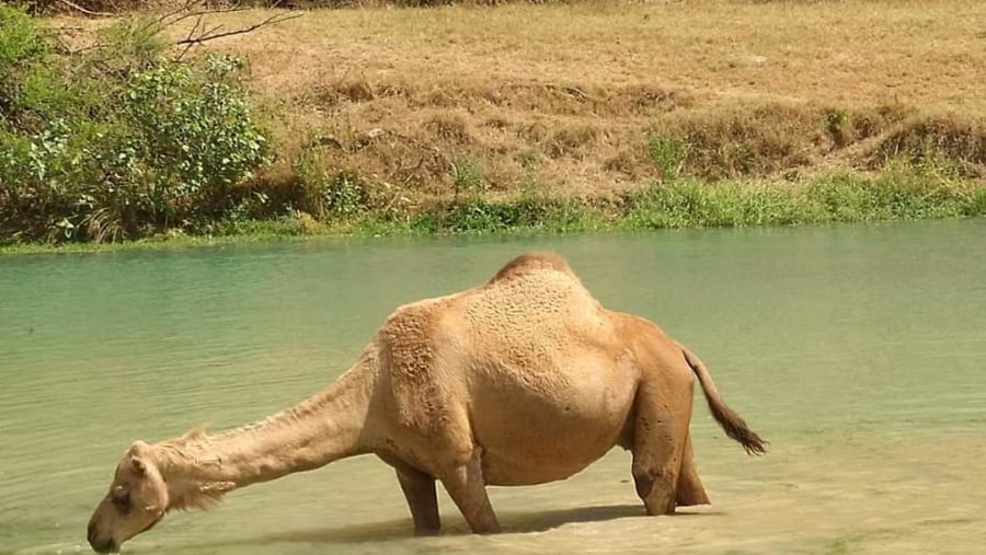 Camel in Wadi Derbat