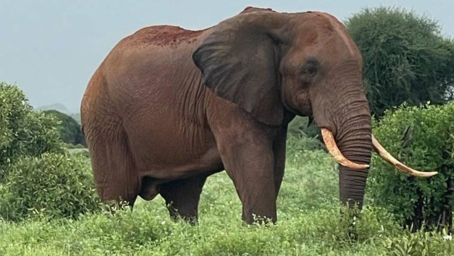 African Elephant