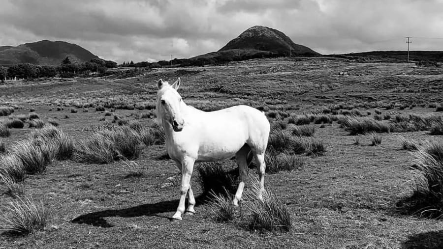 Connemara Pony in the National Park