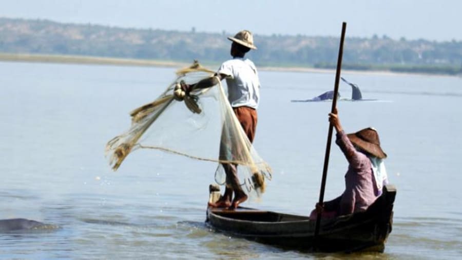 Co-operative fishing between fishermen and Ayeayarwaddy Dolphins