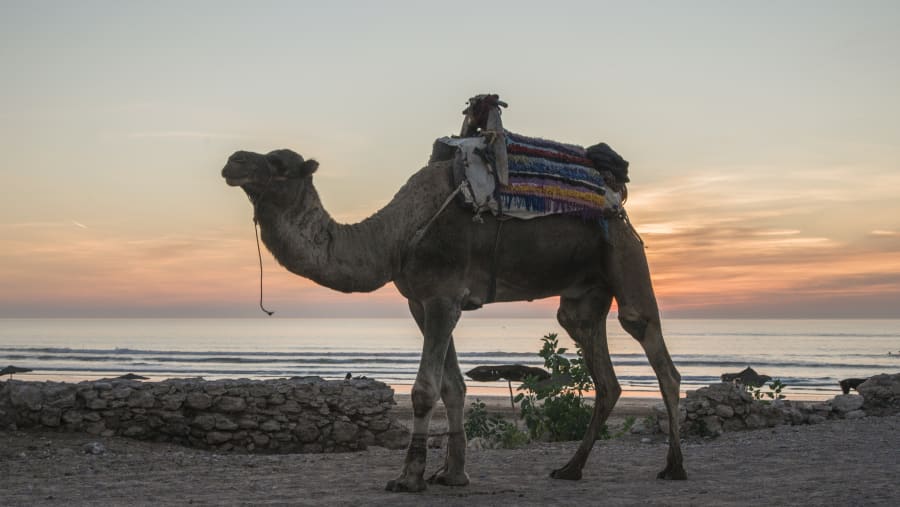 Essaouira Beach