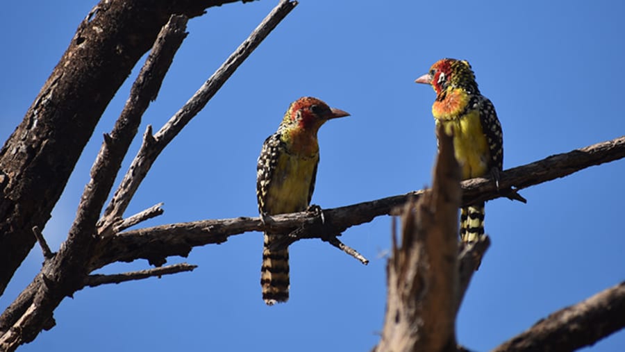 Summer Tanagers at Lake Manyara