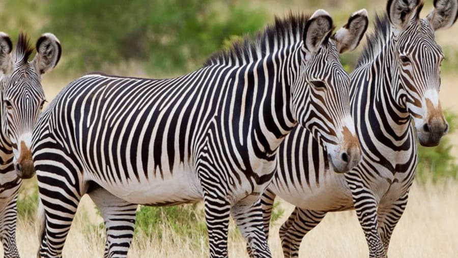 Zebra's at Meru Park