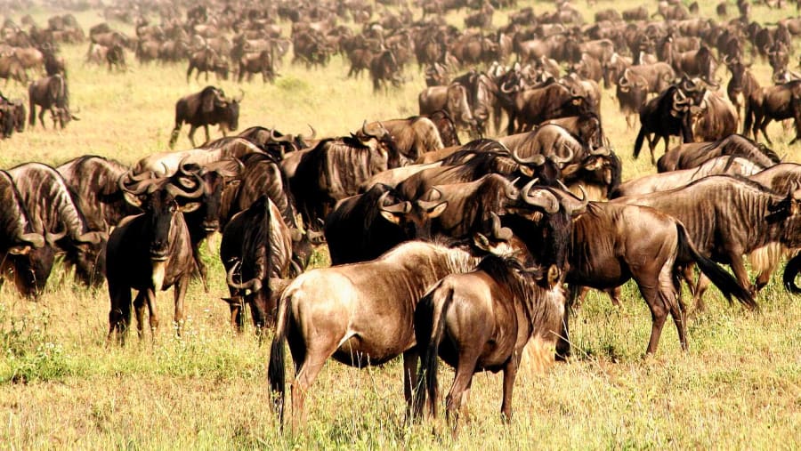 Wildbeest Migration at Serengeti