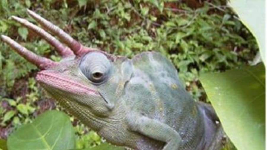Reptile
