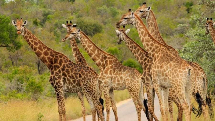Kruger National Park