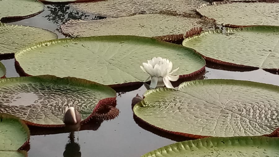 Giant water lily