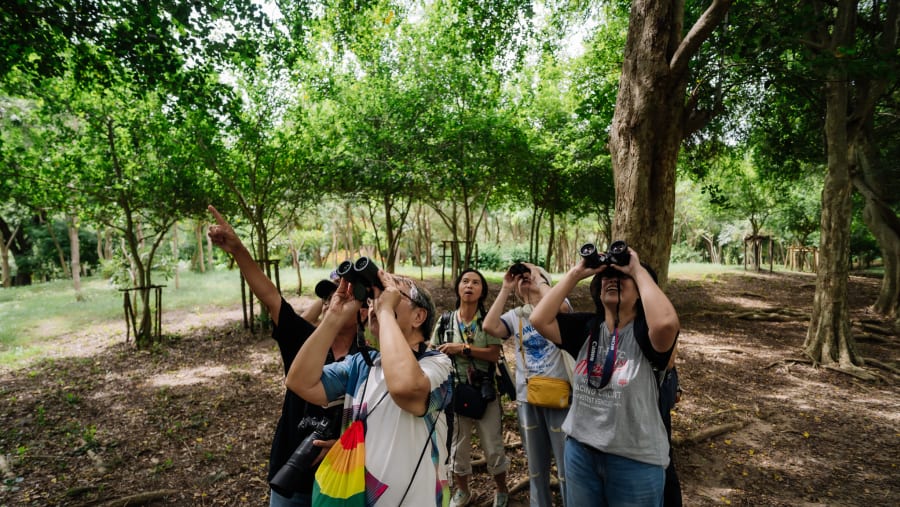 Bird Walk: A City Escape with Wings